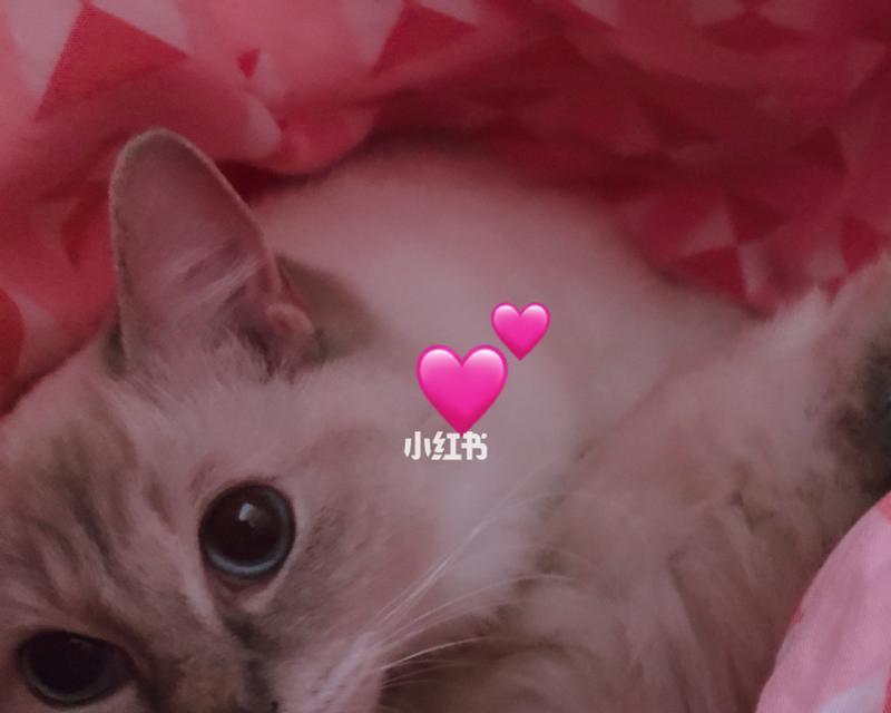 这些猫不会怀孕，让你放心养宠（探究猫科动物中的不孕现象）