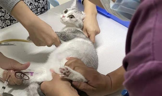 猫腹水的成因及预防方法剖析（从宠物角度分析猫腹水的成因及预防方法）