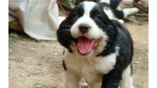 以史宾格犬为宠物，哪种颜色（探究以史宾格犬不同颜色的优缺点）