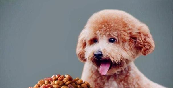 全球狗狗智商排名（哪种狗狗最聪明）