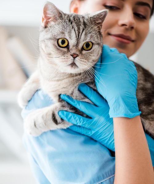 如何以兽医的方式照顾小猫（从营养、保健、防病到治疗）
