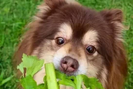 宠物狗可以吃哪些蔬菜（营养丰富的蔬菜是狗狗的健康食品）