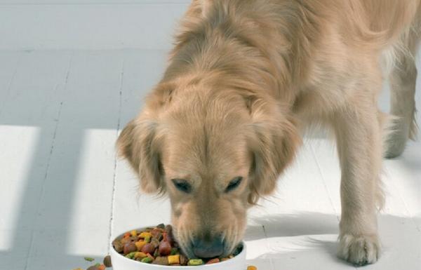宠物狗可以吃哪些蔬菜（营养丰富的蔬菜是狗狗的健康食品）