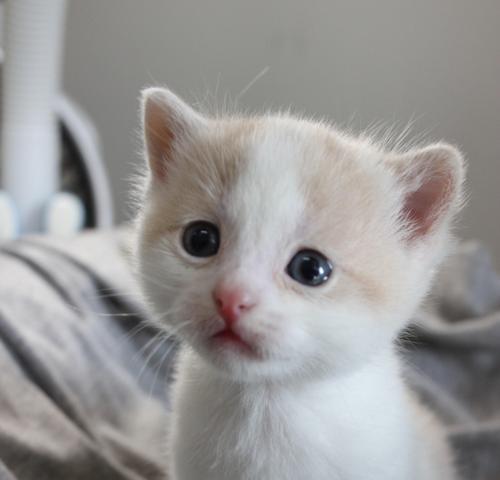 萌宠大——所有猫咪的图片大全（一起来领略猫咪的可爱与神态）