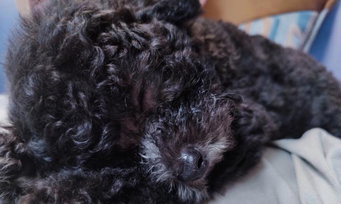 宠物泰迪两个半月干狗粮喂养指南（一步步教你如何正确喂养幼犬）
