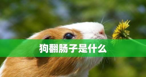 泰迪犬翻肠子怎么治疗（宠物健康不能忽视）