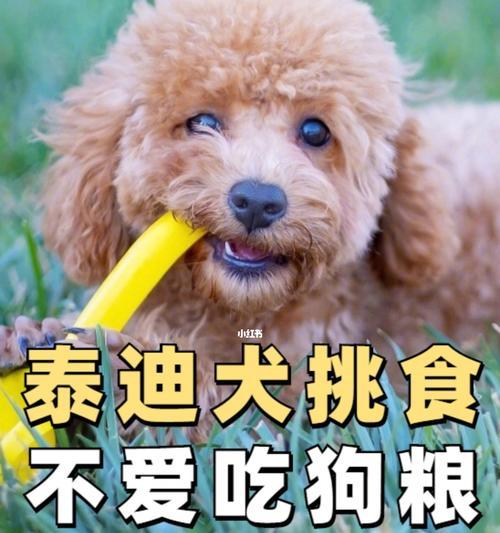 泰迪犬的健康饮食（探索泰迪犬平常还能吃什么）