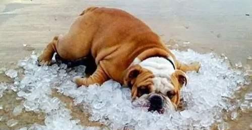 狗狗避暑指南（如何让宠物在炎热的天气里保持舒适与健康）