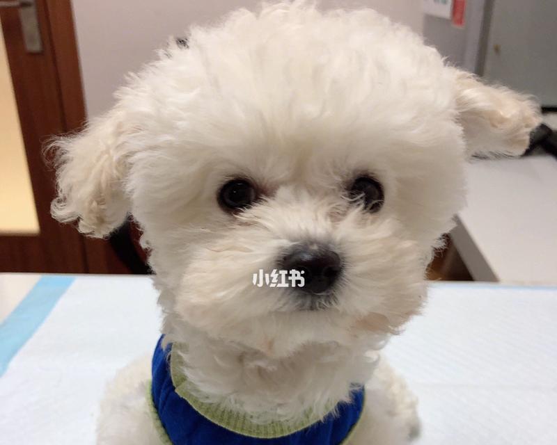 天生小狗会患狂犬病（宠物主人必须知道的真相）