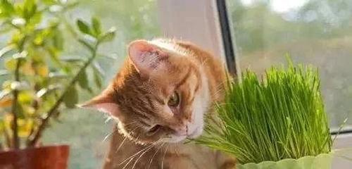 以天引导猫咪吃猫草（如何让宠物喜欢吃猫草）