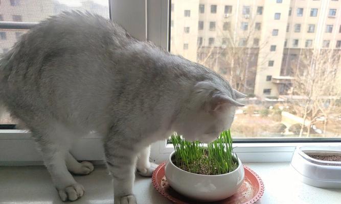 以天引导猫咪吃猫草（如何让宠物喜欢吃猫草）