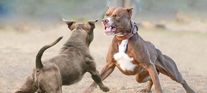 田园犬打比特，这背后的原因是什么（揭秘田园犬打比特现象）