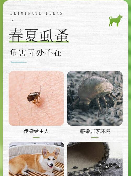 如何辨别猫咪是否感染跳蚤（掌握这些症状）