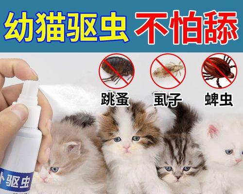 小猫宠物养护（了解跳蚤对小猫的伤害）