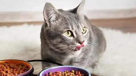 如何正确给猫喂微量元素粉（宠物猫的营养需求和微量元素粉的作用）
