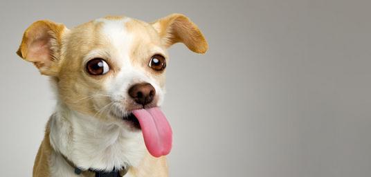 为什么狗狗的鼻子很干（探究狗狗鼻子干燥的原因及其对宠物健康的影响）
