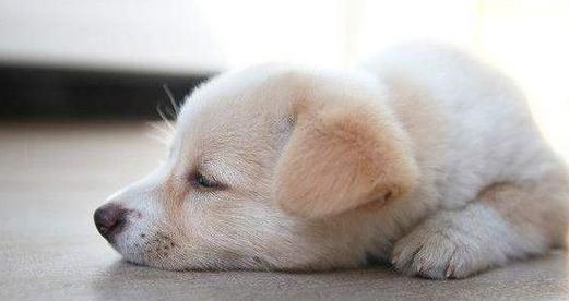 为什么狗狗睡觉容易醒（探究狗狗睡眠的原因及解决方法）