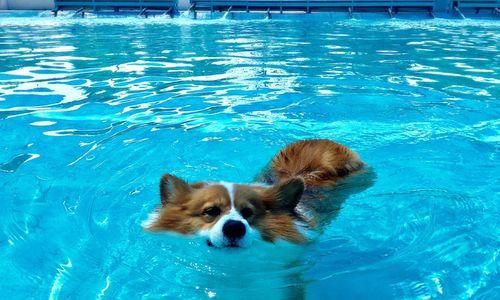 狗狗的天生游泳本领（探秘狗狗游泳的起源和原因）