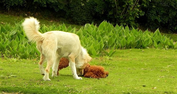 为什么狗狗喜欢草地尿（探究狗狗尿尿行为的原因及草地尿的好处）