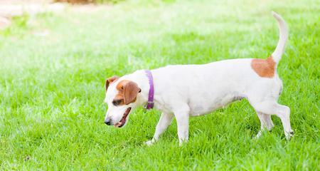 为什么狗狗喜欢草地尿（探究狗狗尿尿行为的原因及草地尿的好处）