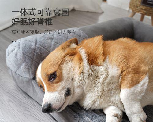 揭秘狗狗为何喜欢蹭沙发（宠物行为心理学解析）