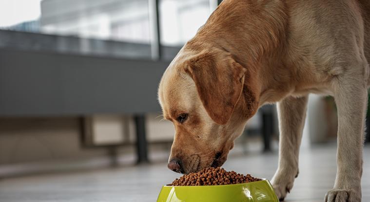 为什么狗狗喜欢吃酸的（探究狗狗喜欢酸味的原因及食品选择偏好）