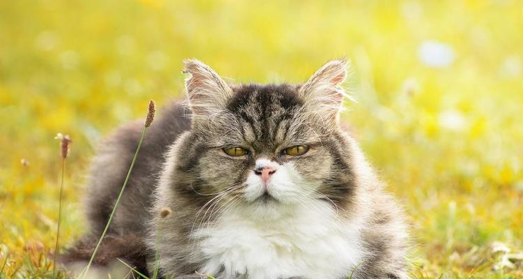 老猫为何不再要小猫（探究老猫不接纳小猫的原因和解决方法）