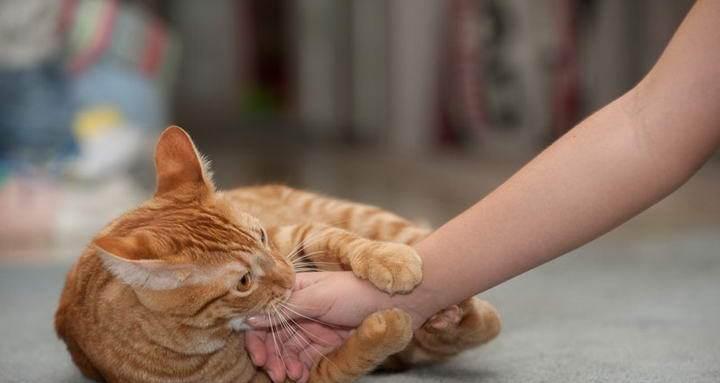 为什么猫咪不让摸肚子（探秘猫咪神秘的腹部领地）