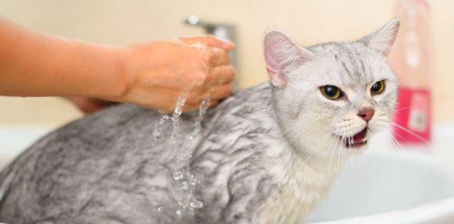揭秘猫咪不喜欢洗澡的原因（探究猫咪性格、生理及环境等因素）