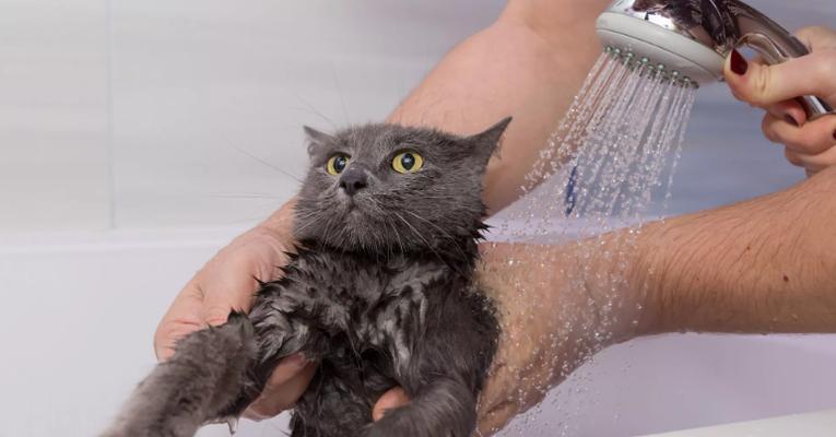 揭秘猫咪不喜欢洗澡的原因（探究猫咪性格、生理及环境等因素）