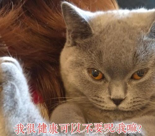 探讨猫咪焦虑症成因及应对措施（宠物养护指南-如何减轻猫咪的焦虑情绪）