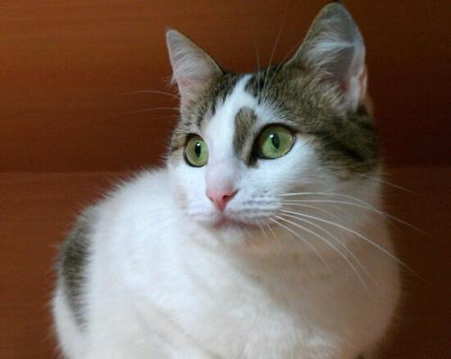 探究猫咪眼睛为何会变绿（从生理机制）