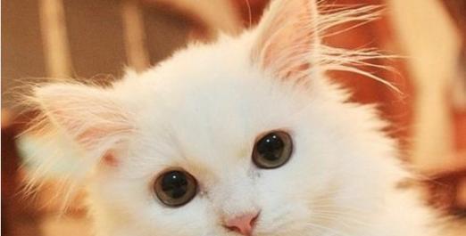 为什么猫咪总是盯着你看（探究猫咪行为的原因及意义）