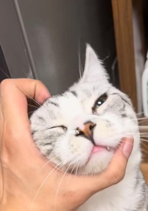 为什么猫咪总是盯着你看（探究猫咪行为的原因及意义）
