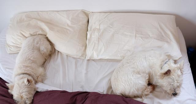 小狗为什么睡觉一直抖（探究小狗睡觉抖动现象的原因与应对方法）