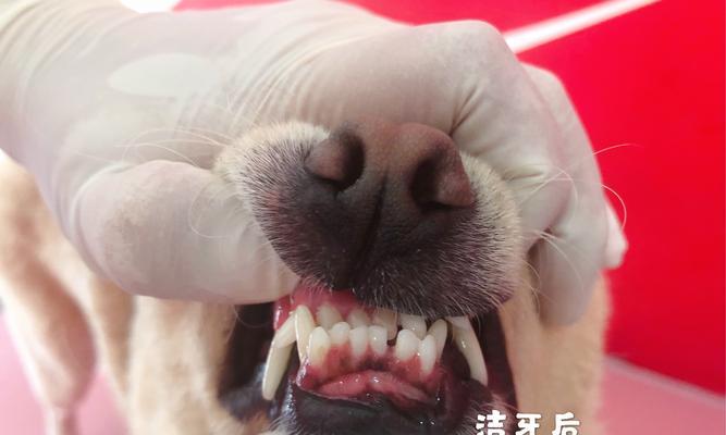 为什么小狗喜欢咬手指（解析小狗咬手指行为的原因和解决方法）