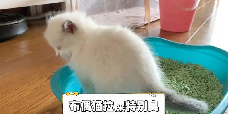 为什么猫的排泄物会臭气熏天（探究猫的排泄物臭味的成因及对策）