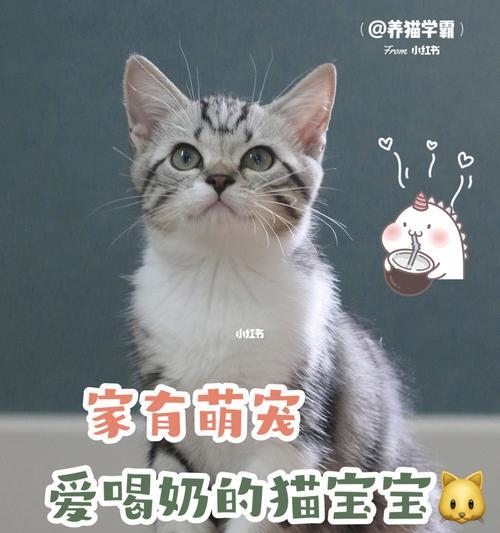 猫咪喝牛奶大揭秘（探究为何猫咪喜欢喝牛奶）