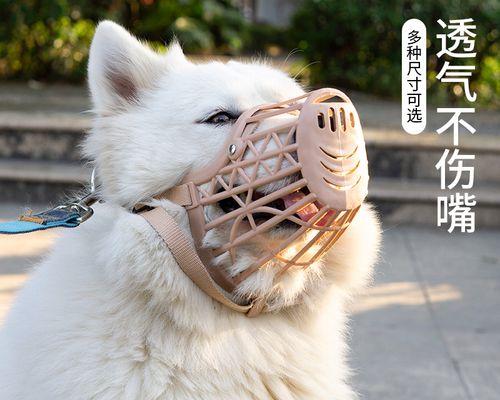 如何科学喂养五个月大的宠物狗（一次喂多少）