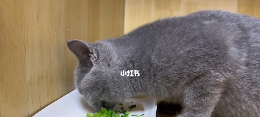 如何安全健康地给狗狗喂食西兰花（以宠物为主）