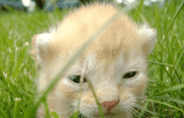 夏日小猫的护理技巧（如何给宠物小猫度过一个舒适健康的夏天）