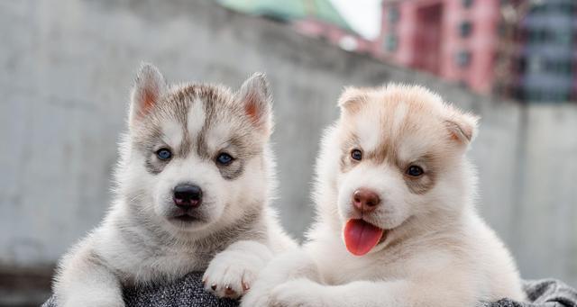 买狗须知（宠物犬的选购）