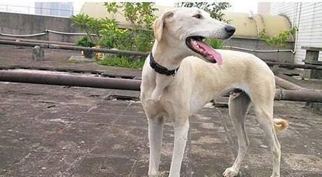 哮天犬——恶魔般的战斗犬（血腥与力量的象征）