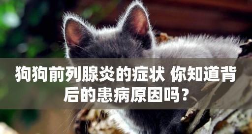 小狗膀胱破了的症状及处理方法（如何识别小狗膀胱破裂的症状）
