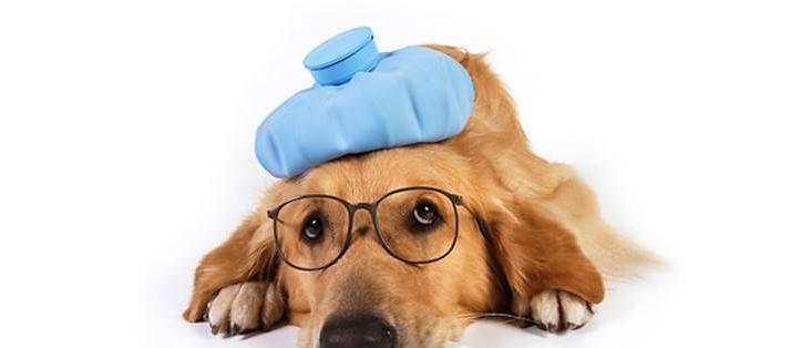 小狗鼻窦炎——如何正确识别和治疗（宠物健康的重要性及小狗鼻窦炎的症状）