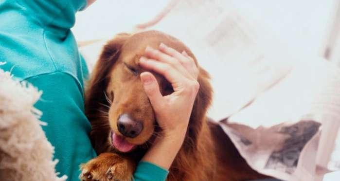 小狗鼻窦炎——如何正确识别和治疗（宠物健康的重要性及小狗鼻窦炎的症状）