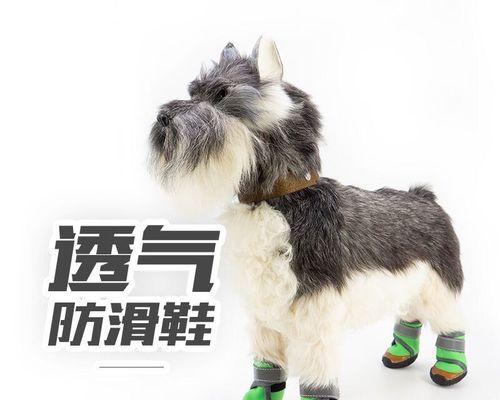 如何让宠物小狗顺利跟着主人走（应对小狗不肯走的情况）