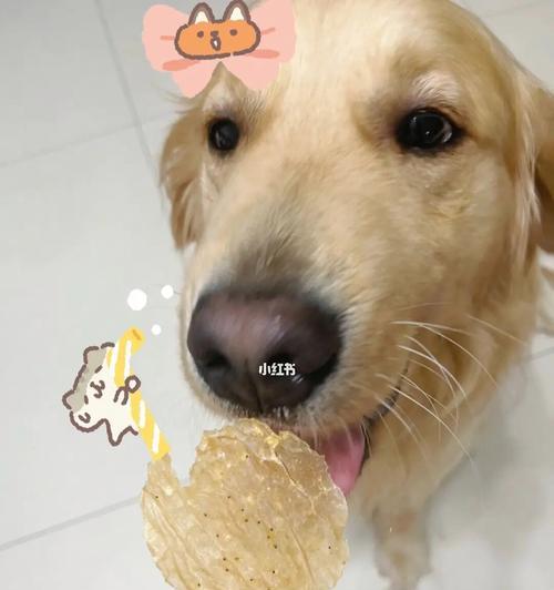 宠物小狗误食虾头该怎么办（教你如何应对宠物误食虾头引发的危机）