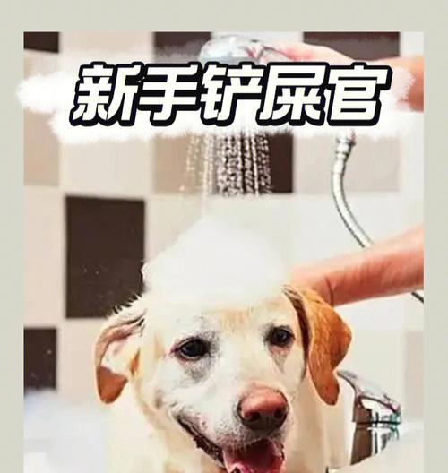 小狗到新家多久能洗澡？——关于宠物洗澡的注意事项