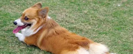 小狗得犬瘟不吃灌的预防措施（以宠物为主）